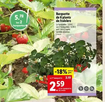 Lidl Barquette de 6 plants de fraisiers offre