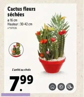 Lidl Cactus fleurs séchées offre