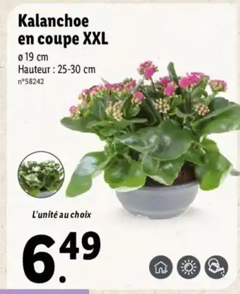 Lidl Kalanchoe en coupe XXL offre
