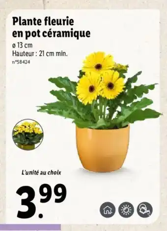 Lidl Plante fleurie en pot céramique offre