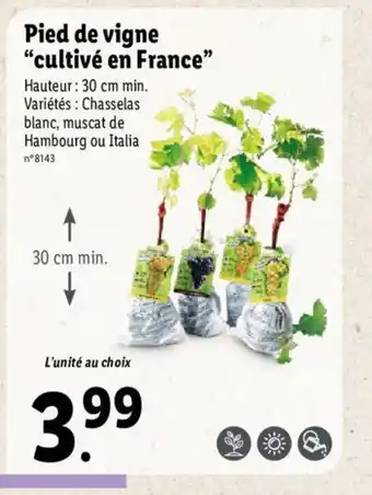 Lidl Pied de vigne cultivé en France offre