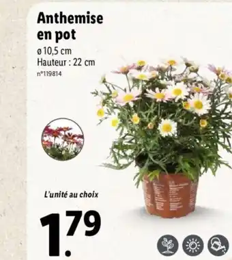 Lidl Anthemise en pot offre