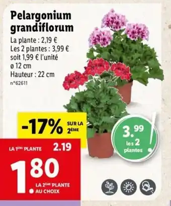 Lidl Pelargonium grandiflorum offre