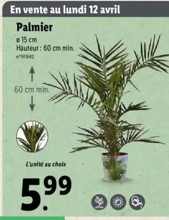 Lidl Palmier offre