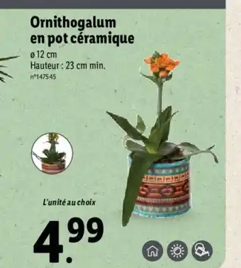 Lidl Ornithogalum en pot céramique offre