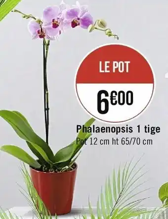 Casino Supermarchés Phalaenopsis 1 Tige offre