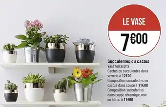 Succulentes Ou Cactus