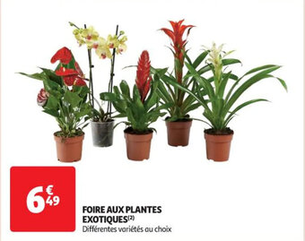 Auchan FOIRE AUX PLANTES EXOTIQUES(²) offre