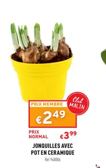 Jonquilles Avec Pot en Ceramique