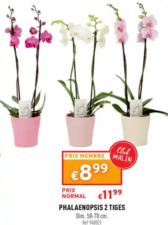 Phalaenopsis 2 Tiges