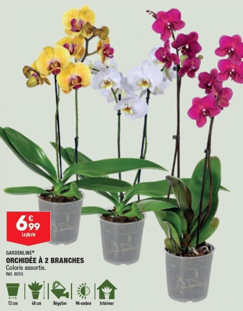 Promo ORCHIDÉE À 2 BRANCHES chez ALDI