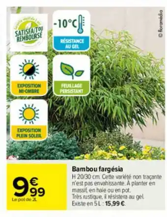 Carrefour Bambou Fargésia offre
