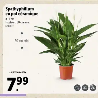 Lidl Spathyphillum en pot céramique offre
