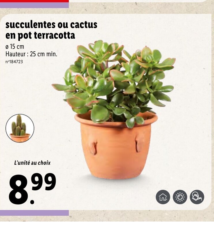 Promo Succulentes ou cactus chez Lidl
