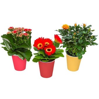 Carrefour Plante fleurie offre