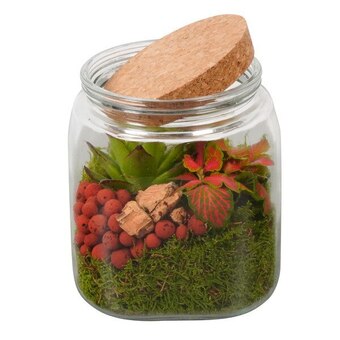 Carrefour Terrarium offre