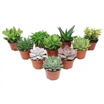 Carrefour Plantes succulentes offre