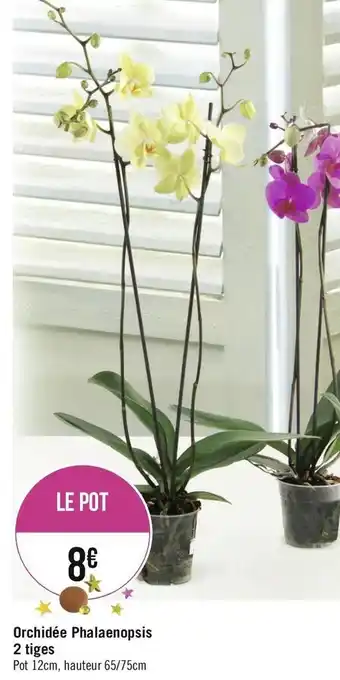 Géant Casino Orchidée Phalaenopsis 2 tiges offre