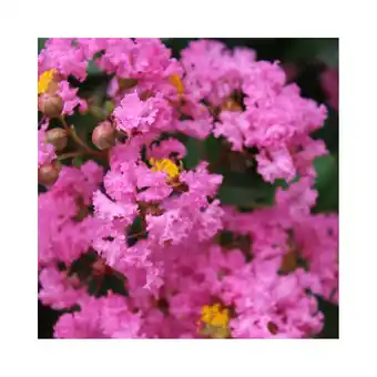 Gamm vert Lilas des indes jacqueline desmartis® offre