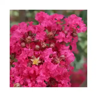 Lilas des indes margaux®
