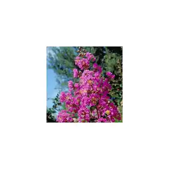 Lilas des indes pecharmant®
