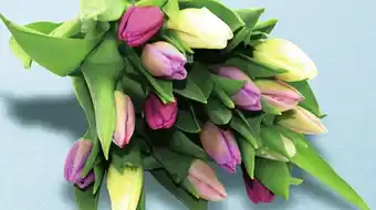 Géant Casino 15 tulipes Arlequin Printemps offre