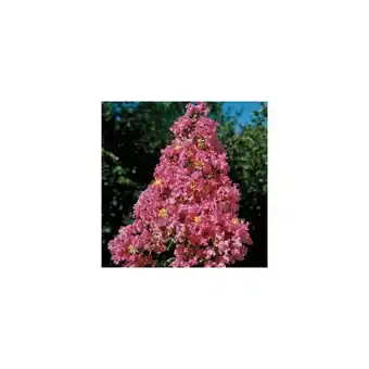 Lilas des indes yang tsé®