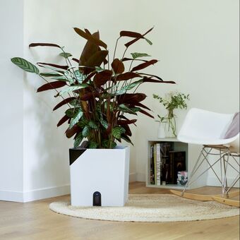 Gamm vert Pot de fleurs eda carré aqualight 40cm blanc offre