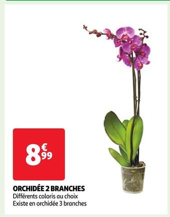 Auchan Orchidée 2 branches offre