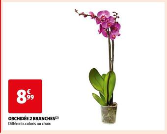 Auchan Supermarché Orchidée 2 branches offre