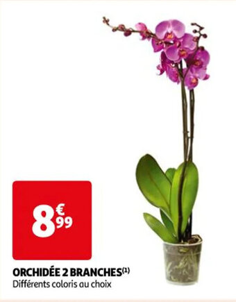 Auchan ORCHIDÉE 2 BRANCHES(¹) offre