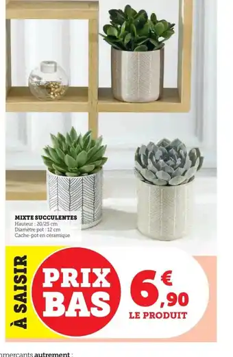 U Express MIXTE SUCCULENTES Hauteur : 20/25 cm Diamètre pot : 12 cm Cache-pot en céramique offre