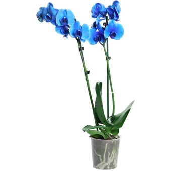 Auchan Orchidée 2 branches offre