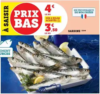 Sardine