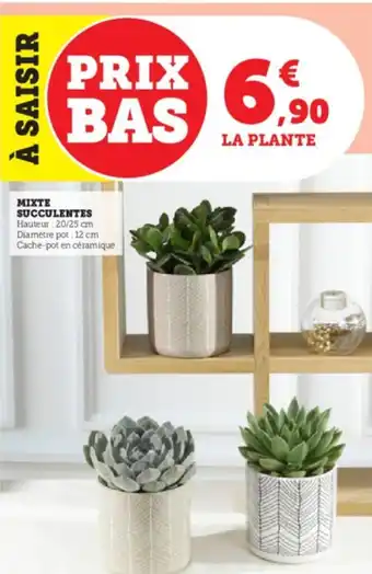 Super U MIXTE SUCCULENTES offre