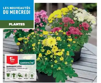 ALDI MARGUERITE D'ÉTÉ offre