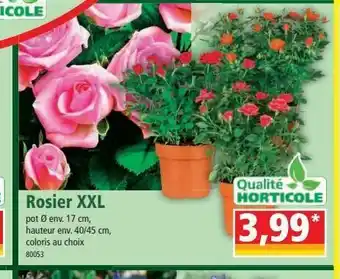 Norma Rosier xxl offre