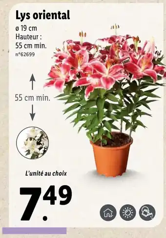 Lidl Lys oriental offre