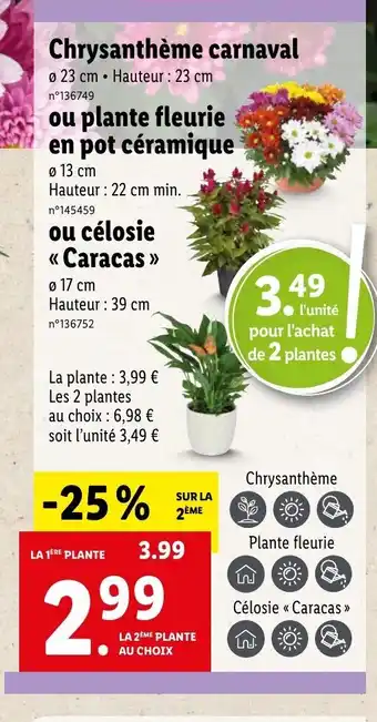 Lidl Chrysanthème carnaval offre