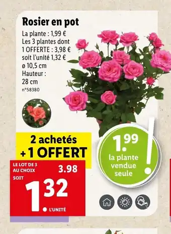Lidl Rosier en pot La plante : 1,99 € Les 3 plantes dont offre
