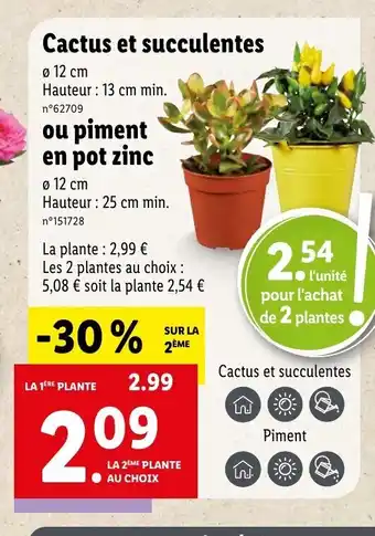 Lidl Cactus et succulentes offre