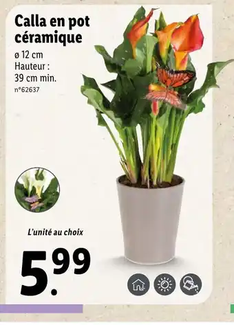 Lidl Calla en pot céramique offre