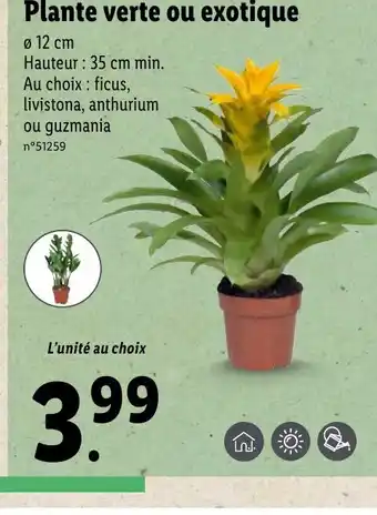 Plante verte ou exotique