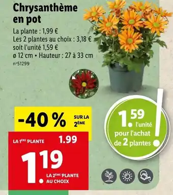 Lidl Chrysanthème en pot offre
