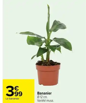 Bananier à 12 cm. Variété musa.