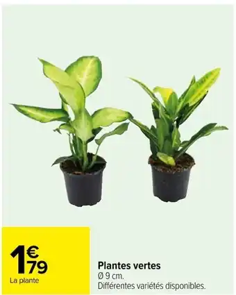 Carrefour Plantes vertes Ø 9 cm. Différentes variétés disponibles. offre