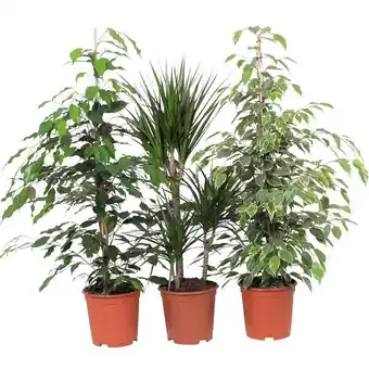 Carrefour Grandes plantes vertes offre