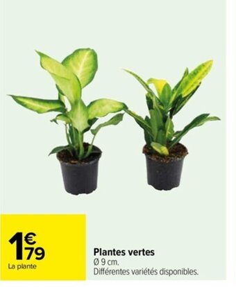 Carrefour Drive Plantes vertes offre