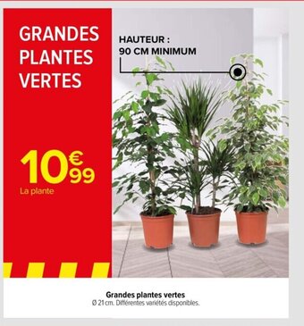 Grandes plantes vertes