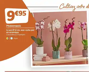 Jardiland Phalaenopsis offre